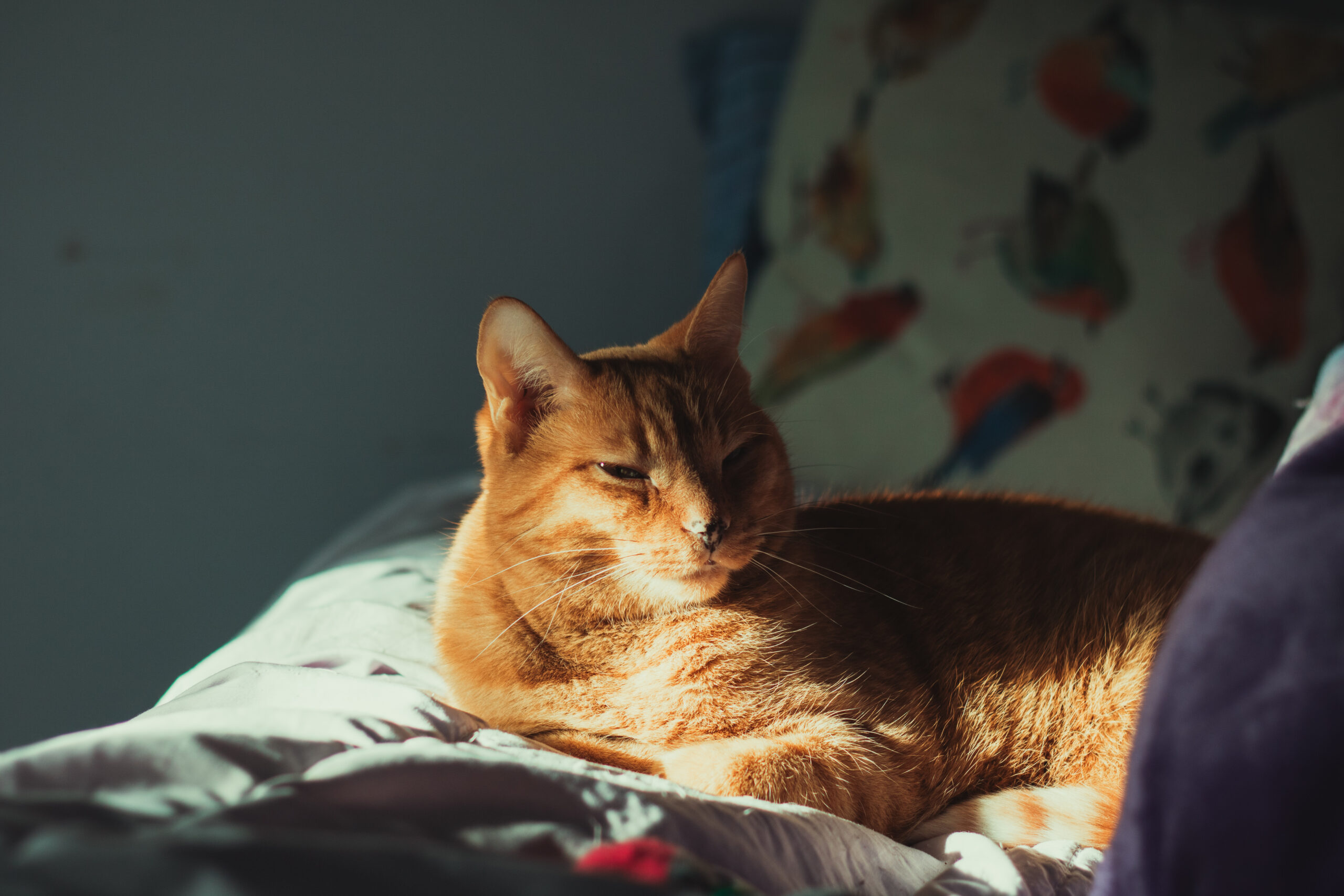 Orange Cat laying down with the sun shining on him.
